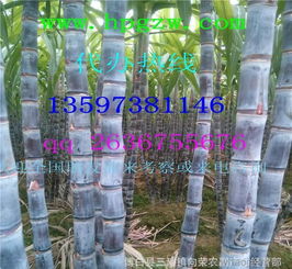 甘蔗产地直供 优质黑皮甘蔗，新鲜直达源头低价