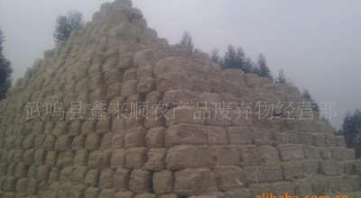 甘蔗渣在天津工厂化食用菌栽培中的应用 无农残、高产、节省棉籽壳的创新基质