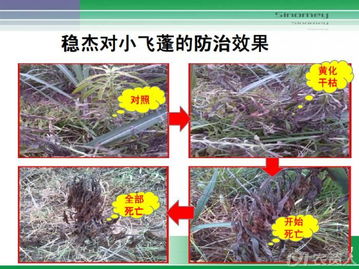 甘蔗田除草新利器 破解甲灭敌抗性，助力高价值农业